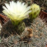 Gymnocalycium reductum schatzlianum PR exPiltz93, Buenos Aires, Sierra de la Ventana, Arg. JLcoll.1986.jpg